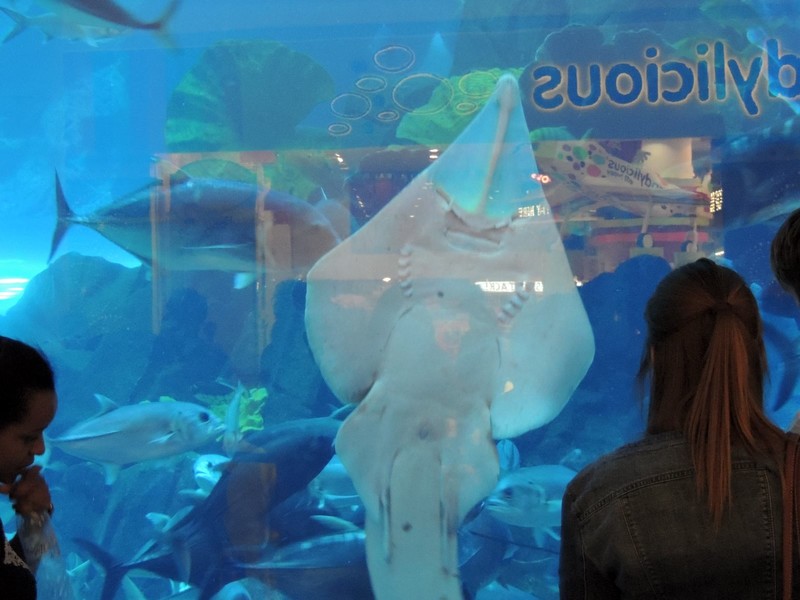 Loved the aquarium in the mall