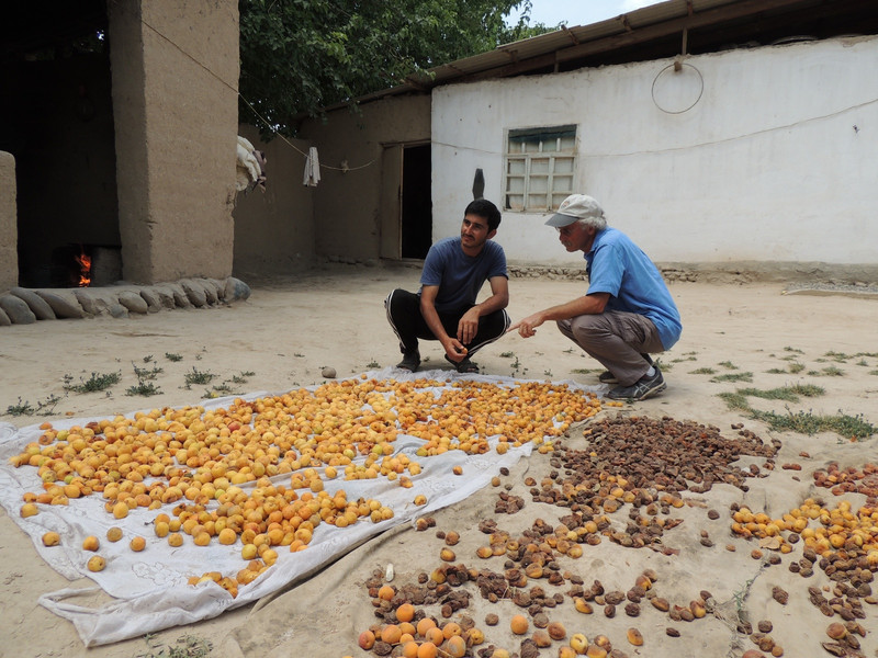Ed checking out the drying apricots