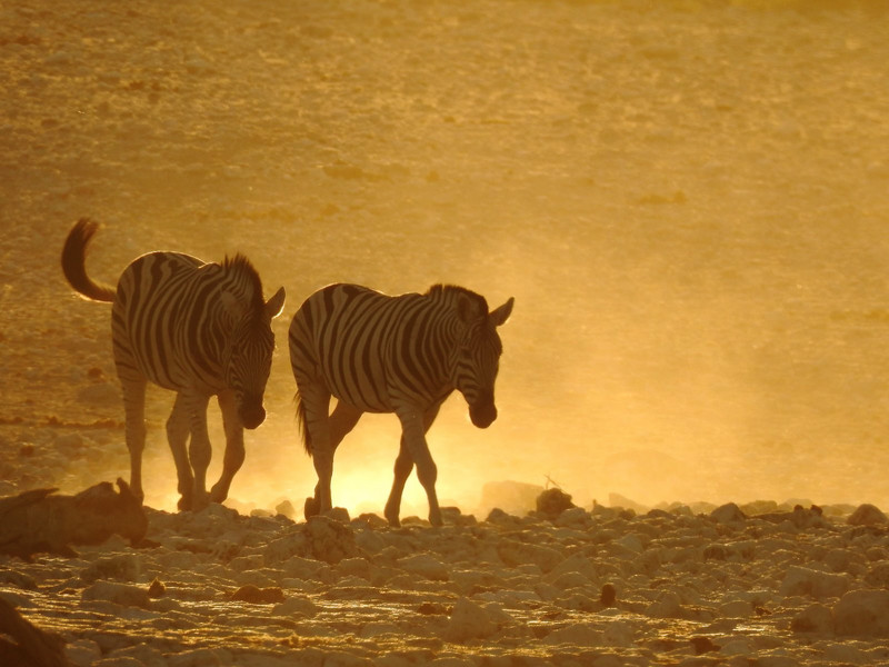 zebras  on their way to the waterhole at dusk