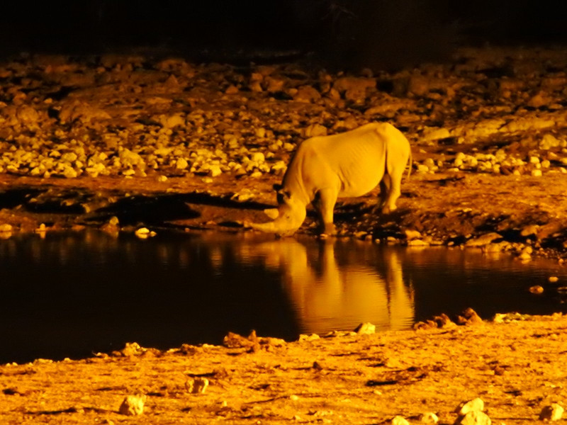 Rhino at the waterhole