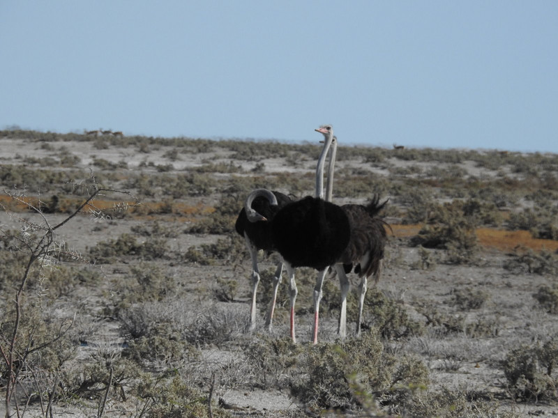 Multi legged ostrich