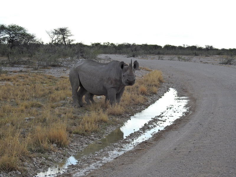 One of 8 rhinos in an afternoon
