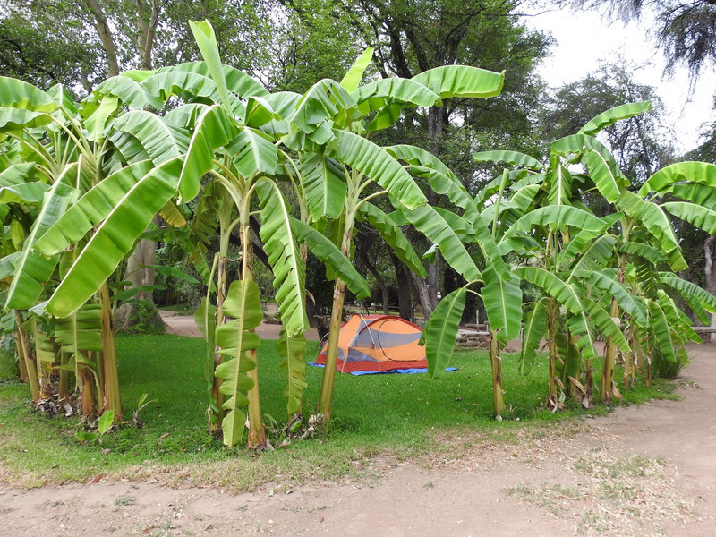 Camping among the banana trees
