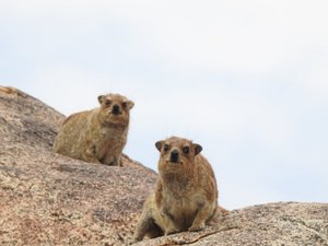 Rock Hyrax - we see these everywhere