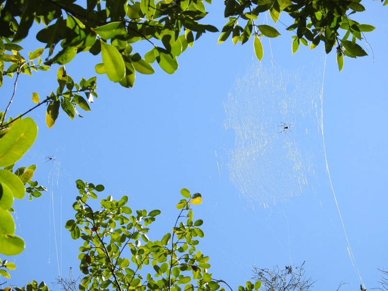 Amazing spider webs and spiders!