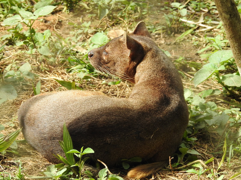 Fusa - the major predator of lemurs