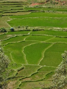 Beautiful rice fields