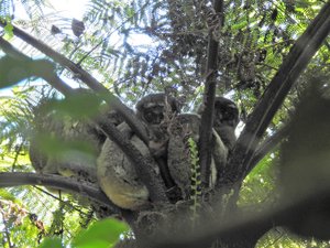 Family of lemurs in a tree