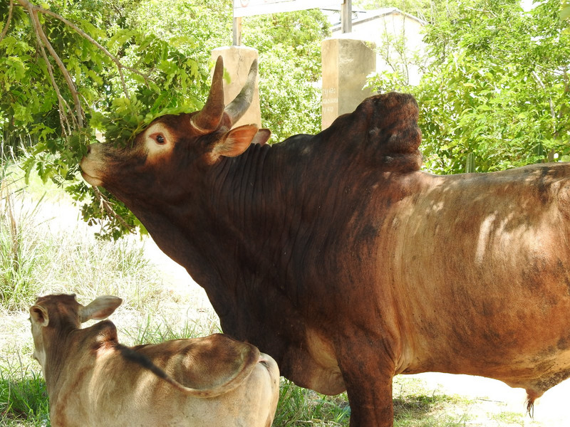 Zebu- the beef in Madagascar