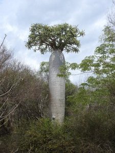 false baobob tree