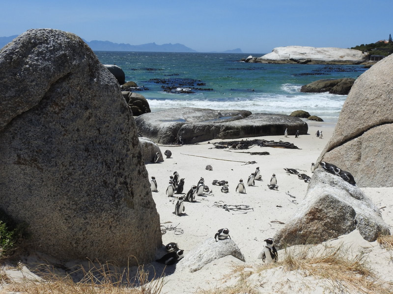African penguins, formerly Jackass penguins