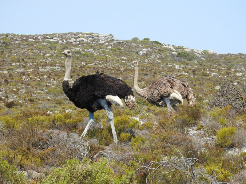 Ostriches in the Table Mountain NP near Cape Point