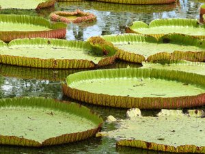 Victoria Amazonica water lilies