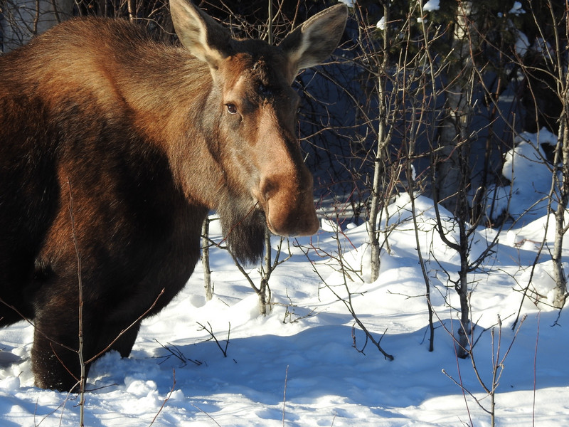 Beautiful Moose along the Chena road
