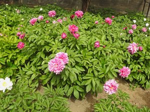 Most of the peonies we saw had finished their bloom