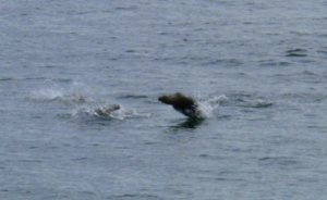 A Seal Jumping out of the sea
