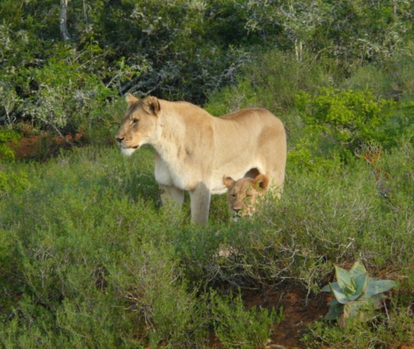 Lioness looking for cubs
