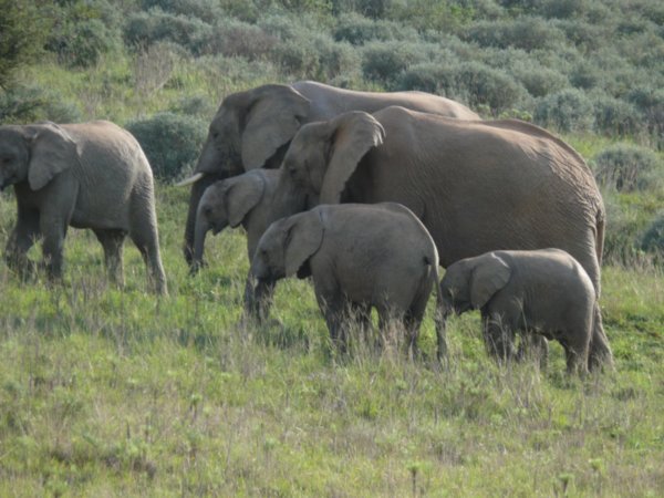 Elephants on the move