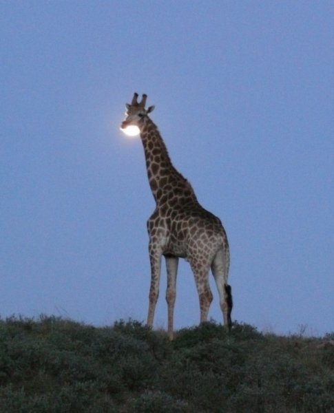 Moonlit Giraffe