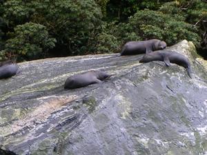 Lazy Seals in Fiordland
