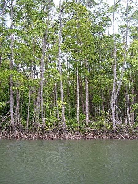The mangrove