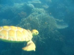 Sea turtle and reef