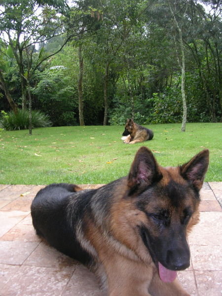 Kiki & Kai - the good 'ol guard dogs