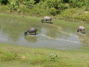 water buffalo