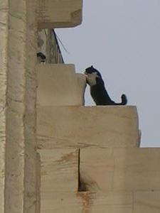 catfight at Parthenon