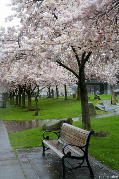 Sitting under the blossom tree