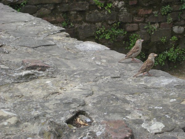 Birds on a stone wall