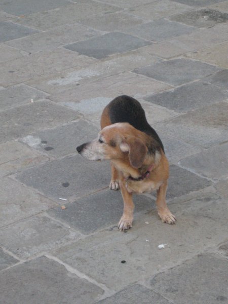 Italian dachshund