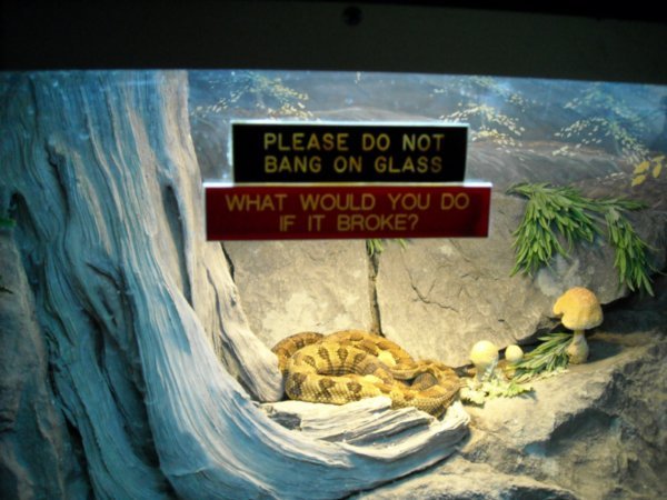 Dangerous snakes
