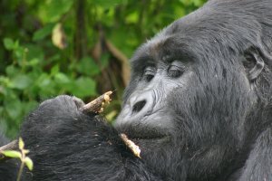 Gorilla lunch
