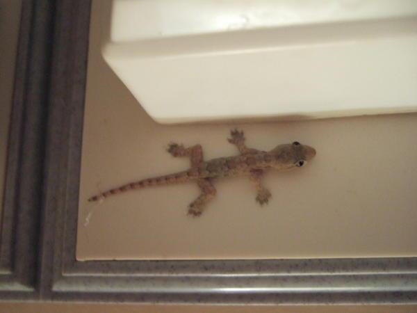 Gareth, our Gecko friend from Vang Vieng