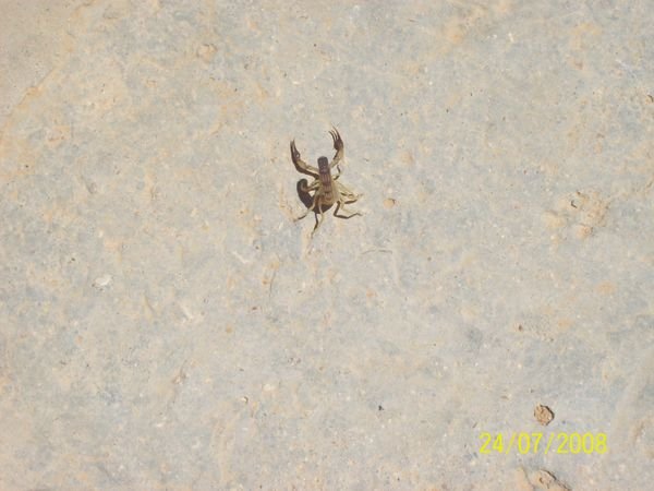 A scorpion!