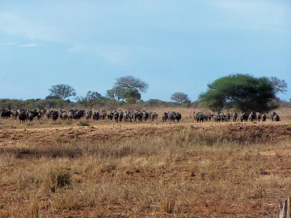 Herd of water buffalo headed our way