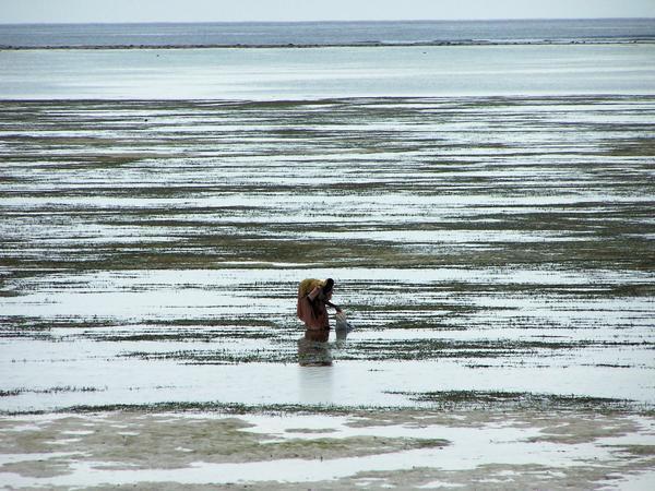 Woman collecting small sea animals