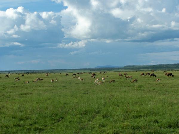 Animals Grazing on the Mara