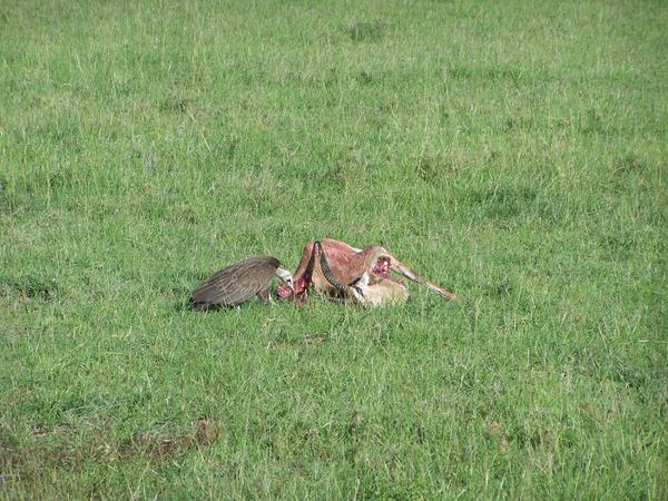 Vulture picking at a dead Impala