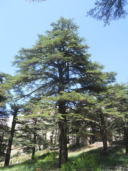 The Cedar on the Lebanese Flag