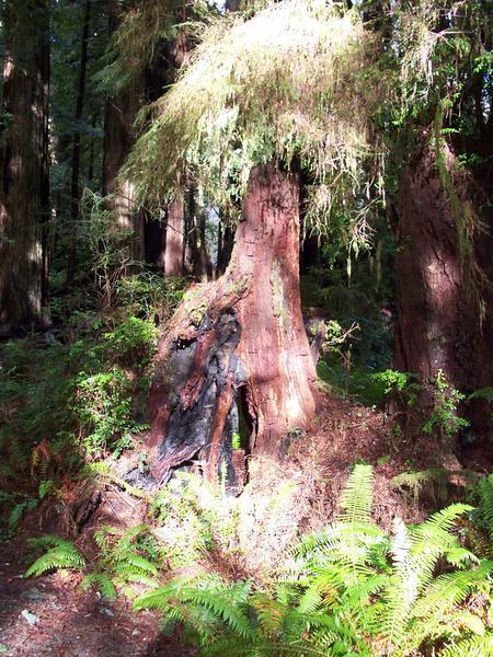 Redwood national Forest