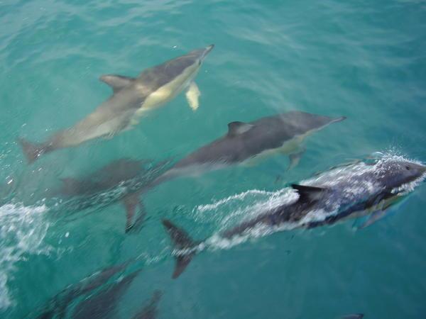 DOLPHINS!!!