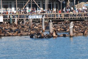 And more sea lions....