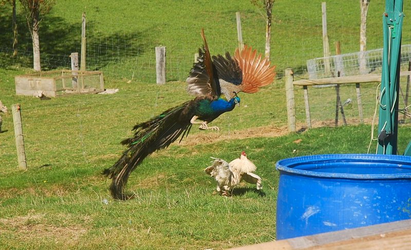 chicken vs peacock