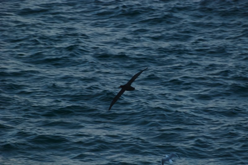 ? Northern Giant Petrel 