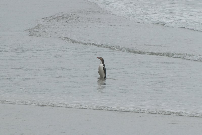 Yellow-eyed penguin 