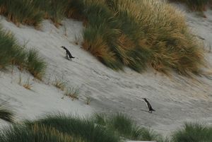 Yellow-eyed penguins (adult and juvenile)