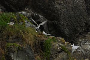 White-fronted tern