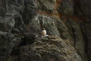 White-fronted tern (juvenile)
